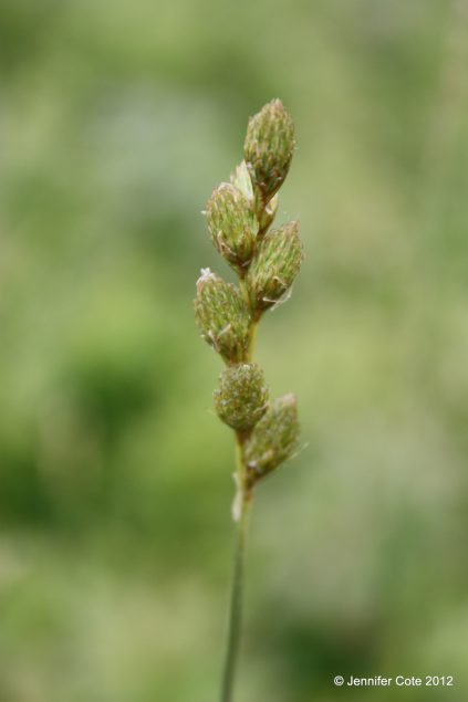 Grasses, Sedges, Rushes - Cooperative Extension: Maine Wild Blueberries ...