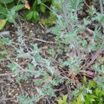 Corydalis sempervirens foliage