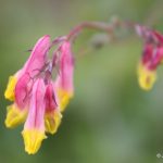 Corydalis sempervirens pink and yellow flowers
