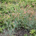 Corydalis sempervirens growth habit