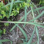 Echinochloa crus-galli stem