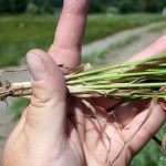 Elymus repens roots in July