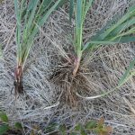 Elymus repens roots in June