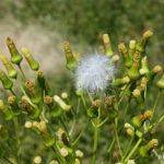 Erechtites hieraciifolia flower stages