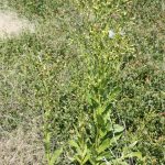 Erechtites hieraciifolia-8