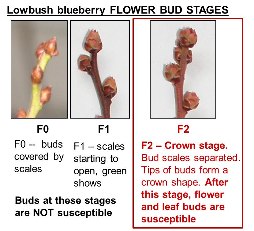Picture of developing flower buds. Flower buds are susceptible to the mummy berry fungus once they have separated enough to look like small crowns.