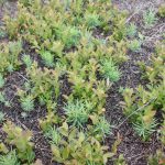 Linaria vulgaris early June