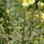 Linaria vulgaris flowering in late July
