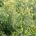 Linaria vulgaris late July