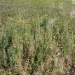 Linaria vulgaris late August