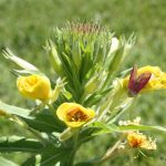 Oenothera biennis hosts the primrose moth