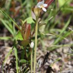 Orobanche uniflora stem detail and flowerbud