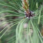 Pinus resinosa needles