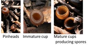 Picture of mummy berry cups showing small pinheads, immature cups and mature cups that would be producing spores.