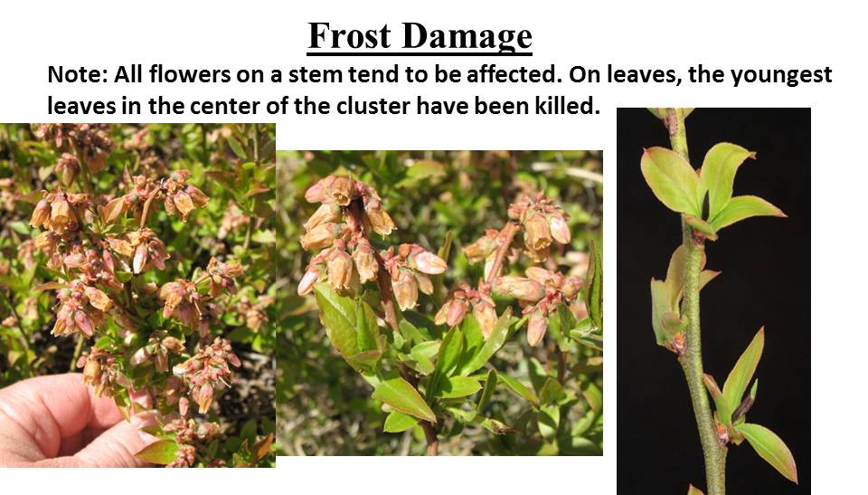 Picture of frost damage of blossoms, all flowers on a stem tend to be affected. On leaves, the youngest leaf in the center of the cluster have been killed.