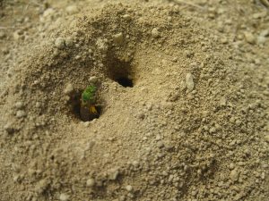 Halictinae bees emerging from an underground nest