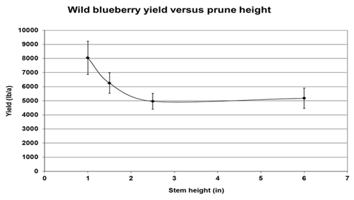 Wild blueberry yield versus prune height
