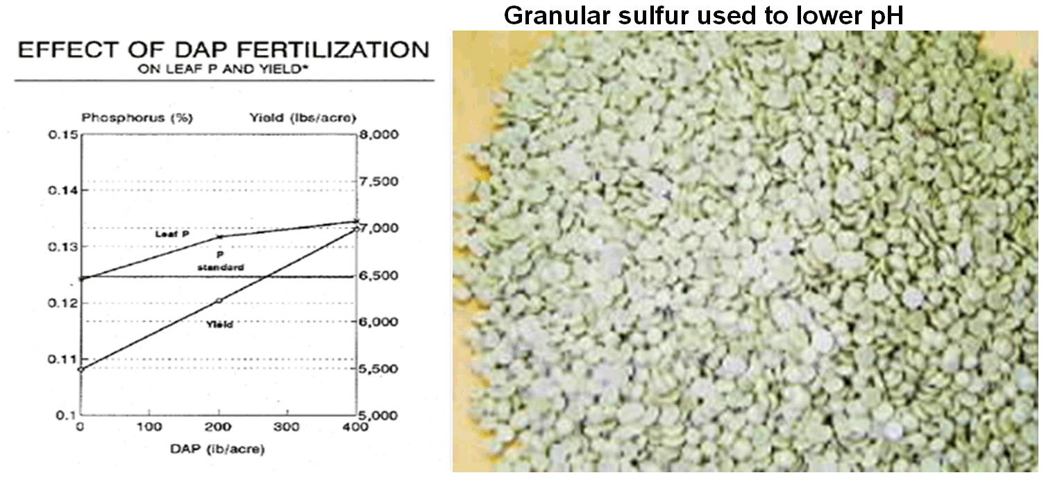 Effects of DAP fertilization and granular sulfur used to lower pH