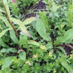 Solidago juncea basal rosette next to plant