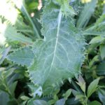Sonchus asper leaf