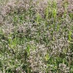 Trifolium arvense growth habit