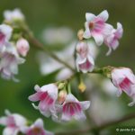 Apocynum androsaemifolium pink flowers