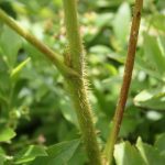 Aralia hispida bristly stem