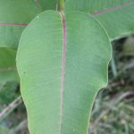 Asclepias syriaca leaf