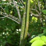 Cornus alternifolia young bark