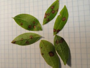 Picture of leaves with Valdensinia leaf spot lesions
