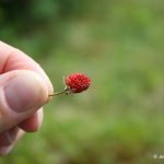 Fragaria virginiana fruit has imbedded seeds