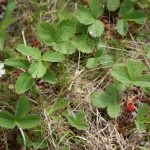 Fragaria virginiana flowers/fruit are usually no taller than leaves