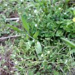 Cerastium fontanum ssp vulgare growth habit