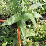 Eupatorium perfoliatum mid-June