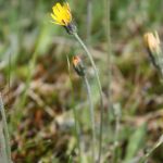 Hieracium pilosella flowerheads usually solitary