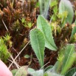 Hieracium pilosella upper leaf surface