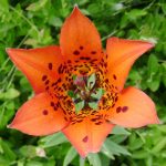 Lilium philadelphicum orange flower