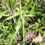 Setaria viridis stem