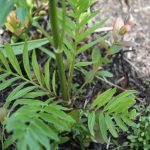 Valeriana officinalis basal leaves