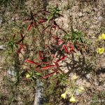 Oenothera biennis in poor growing conditions