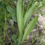 Plantago lanceolata plant