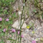 Plantago lanceolata in flower late June
