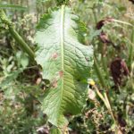 Rumex crispus curly leaf margins