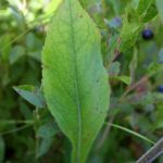 Solidago bicolor basal leaf sometimes present when flowering