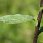 Solidago bicolor lower stem leaf
