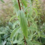 Solidago juncea middle stem leaves can be toothed