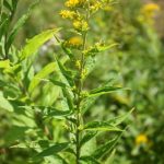 Solidago rugosa ssp rugosa appearance is variable