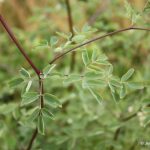 Thalictrum pubescens divided leaves