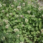 Trifolium repens growth habit