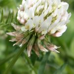 Trifolium repens late June